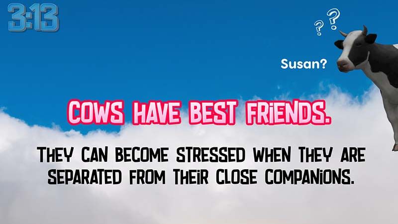 Random Facts 5-Minute Countdown